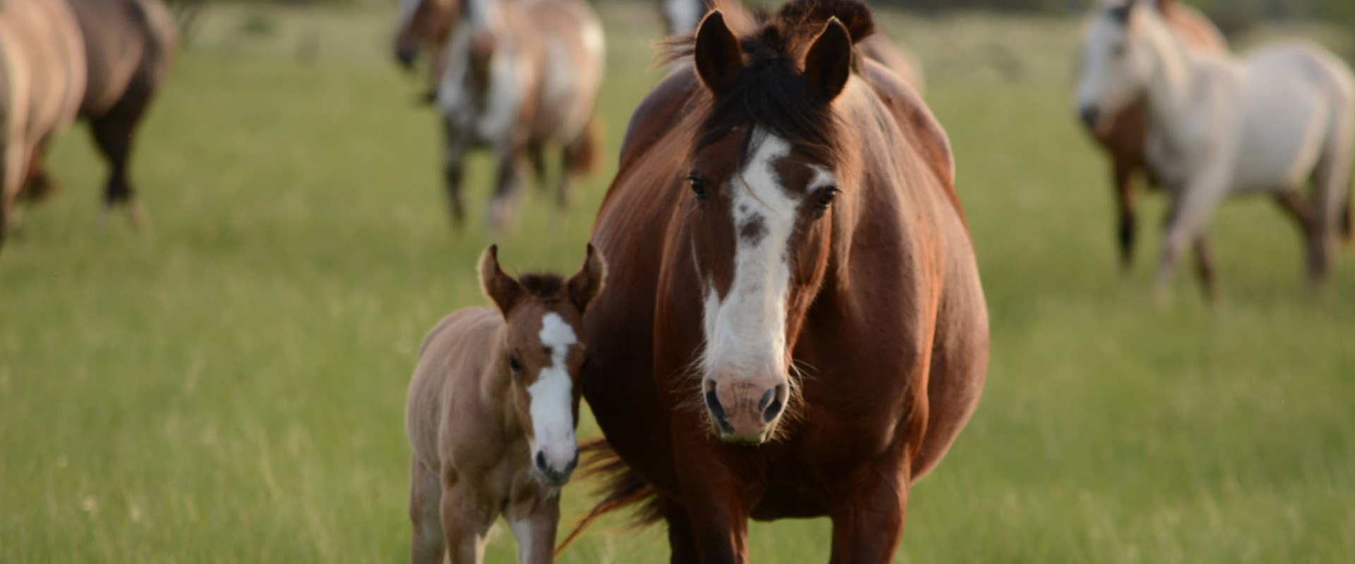 Farm horses