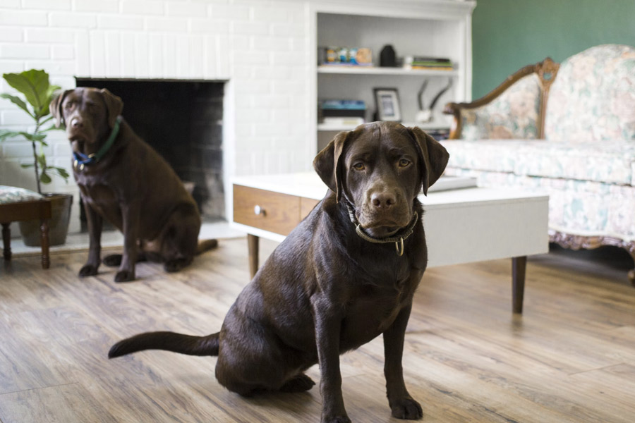 Two dogs sitting in home